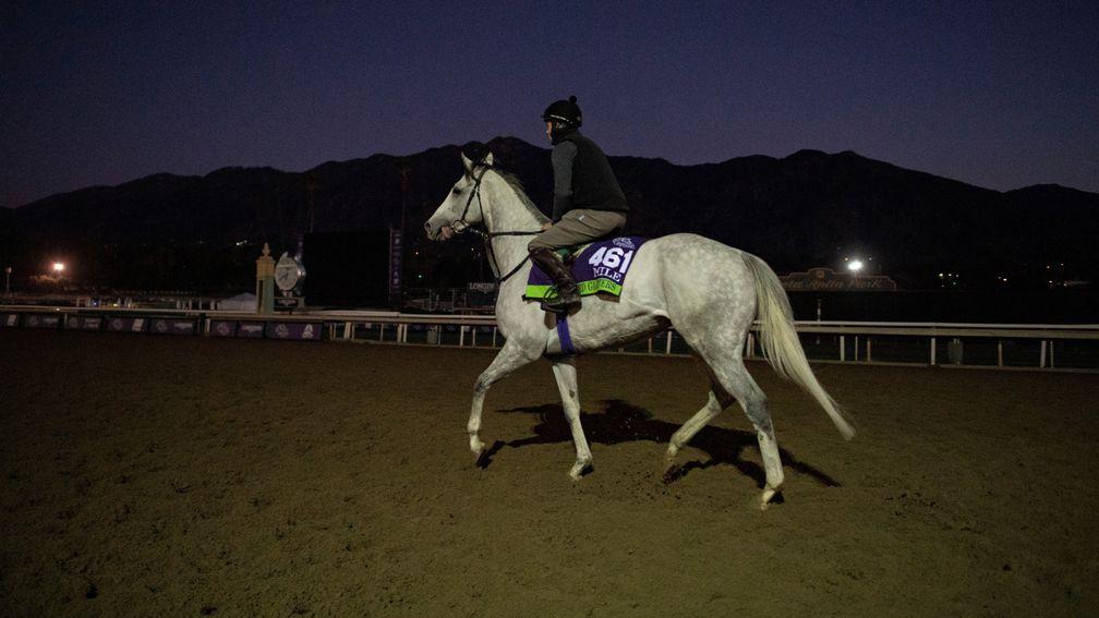 The dashing grey stands out as he works in the early morning darkness while at Santa Anita for the Breeders' Cup