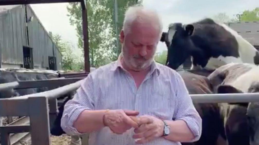 Down on the farm: Colin Tizzard prepares to drink a raw egg and a cow gets amorous