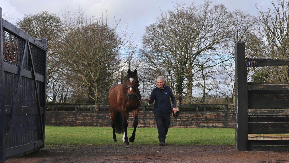 Champion sire Galileo and stallion man Paul Gleeson return from an afternoon pick of grass