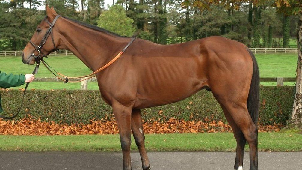 Taramansour: the son of Dansili topped the Aga Khan draft when selling to Billy Jackson Stops and Matt Cumani for €105,000