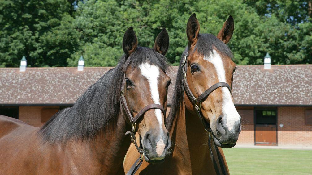 Hasili (left)  with her sister Arrive, dam of Group 1 winner Promising Lead, at Banstead Manor Stud