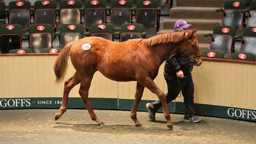 Lot 279: the session-topping Mehmas colt brings €75,000