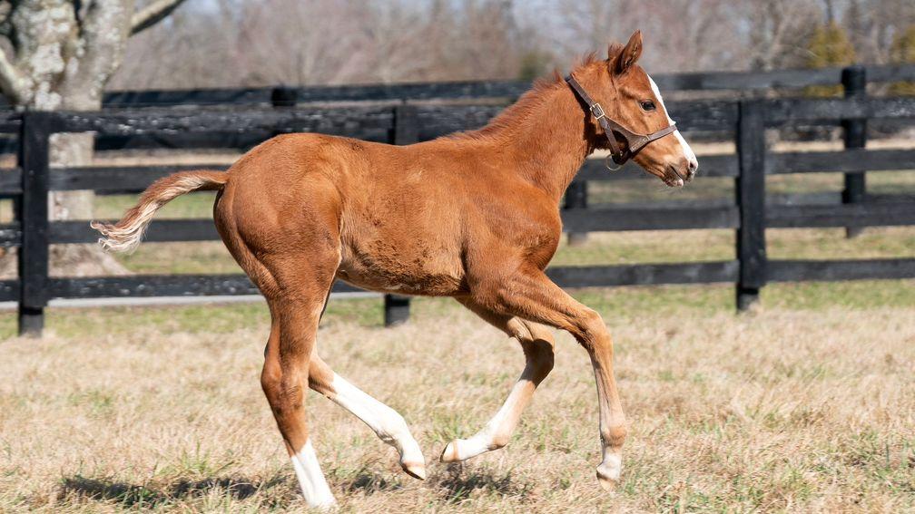 Twin Creeks Farm's Epicenter filly out of the stakes-placed Peaceful 
