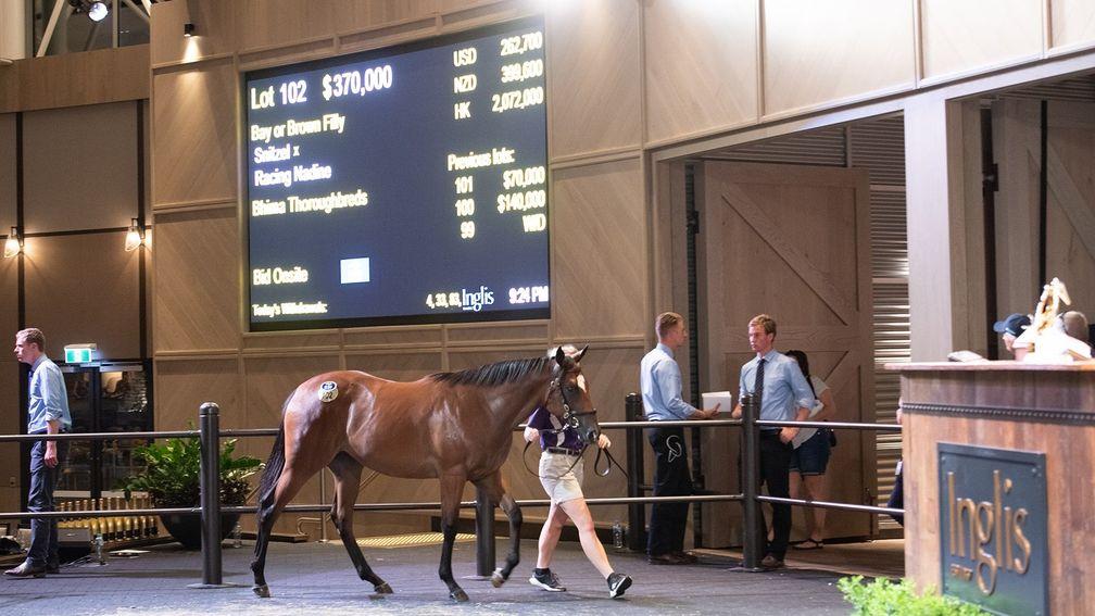 Fillies dominated the opening night of the Inglis Classic Yearling Sale