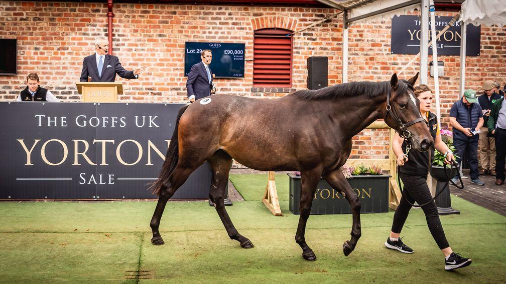 Blue Bresil's daughter out of Bit Of A Geordie topped the Yorton Sale at £90,000
