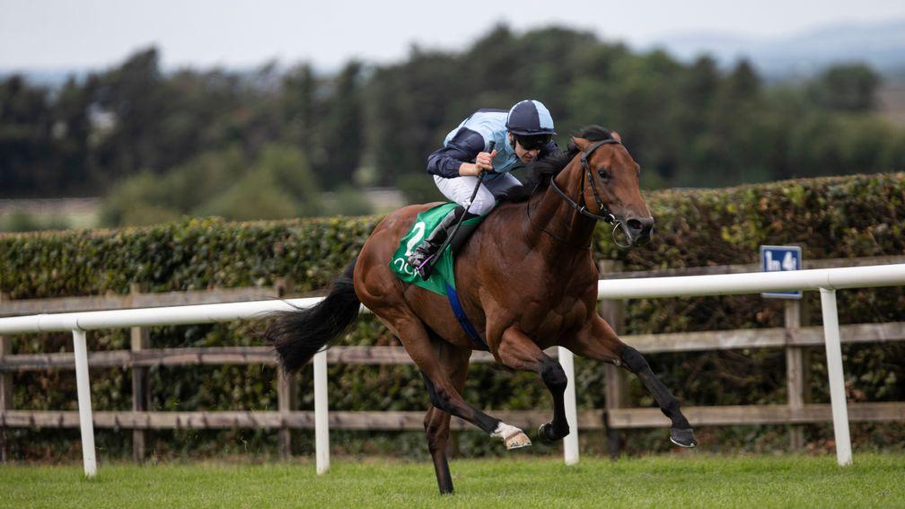 Alligator Alley: makes up a two-pronged attack for Joseph O'Brien