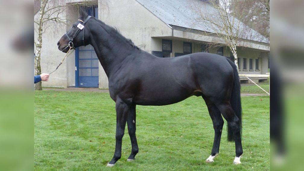 Axxos is showing promise as a National Hunt sire