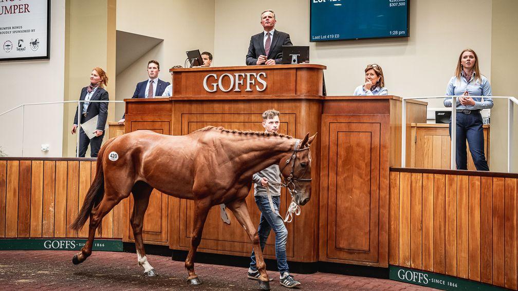 Lot 420: Flemensfirth relation to Champion Bumper winner made £250,000 at Goffs UK