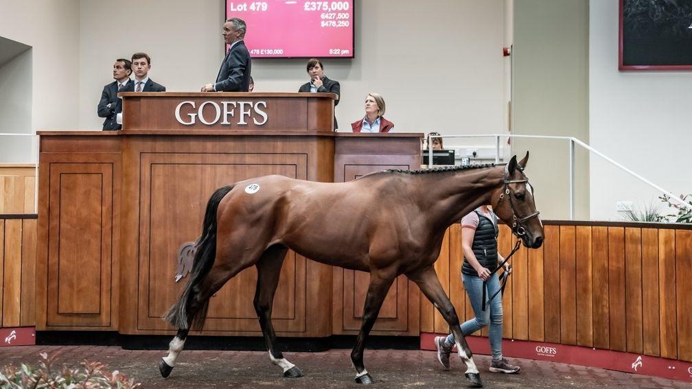 Lets Go Champ: son of Jeremy brings £375,000 at the Goffs UK Spring Sale