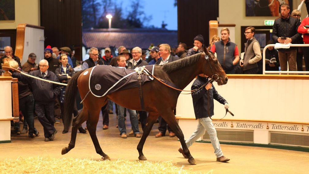 Lot 691: Pivoine in the Tattersalls ring before going the way of Alastair Donald for 340,000gns