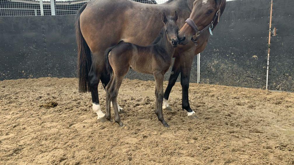 Alne Park Stud's Dink filly out of Global Harmony