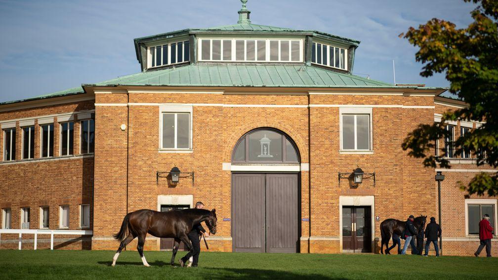 Park Paddocks: Tattersalls' Newmarket auction ring will host the Tattersalls Ascot Yearling Sale