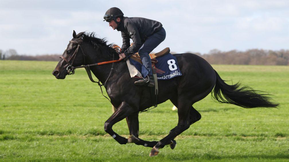 Axe Axelrod gets put through his paces at the Tattersalls Craven Breeze-up Sale