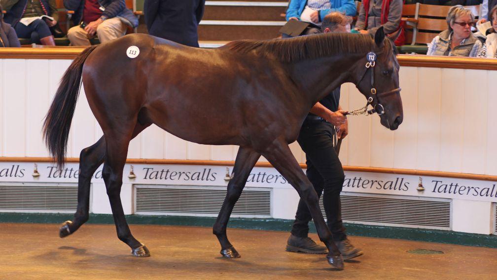 The Dubawi colt out of Shirocco Star in the Tattersalls ring before being knocked down to Stroud Coleman Bloodstock for 1,100,000gns