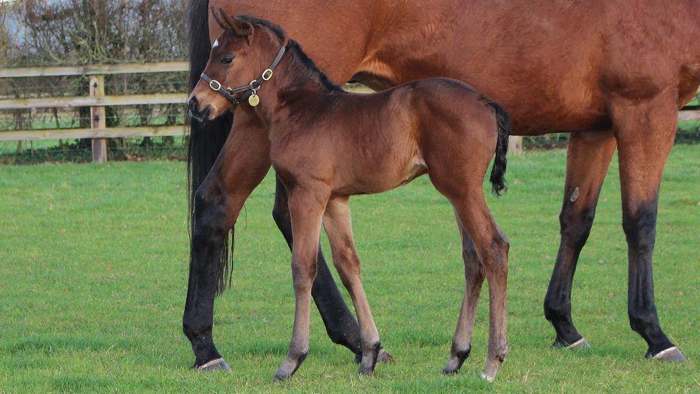 US Navy Flag's first foal, a filly out of Far Fetched