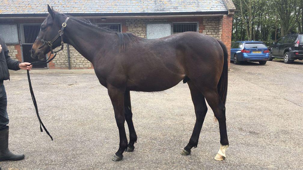 The Bated Breath colt pictured during his yearling prep with Oakshott Bloodstock