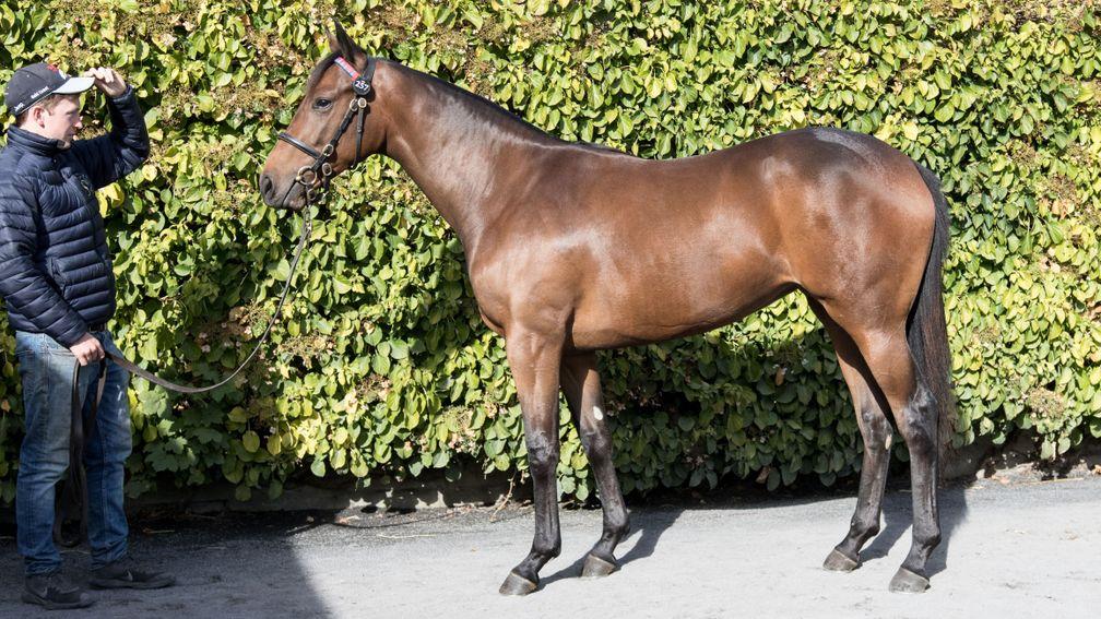 Lot 257: the Dark Angel filly out of Bear Cheek