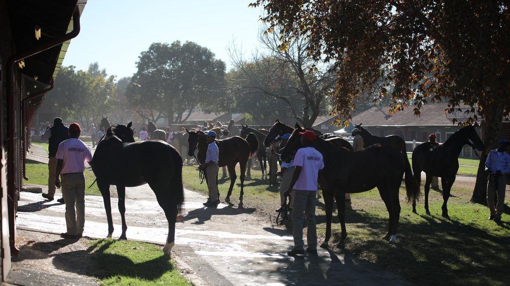 Yearlings were walked in hand before the National Sale