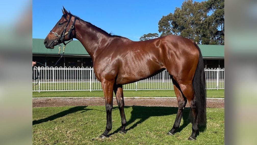 Wandabaa: top lot at the Inglis Digital August Boutique Online Sale