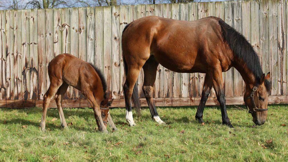 Juddmonte's Wootton Bassett filly out of Jovial, a half-sister to 2023 Mill Reef Stakes winner Array and Group 1 performers Jubiloso and Maximal