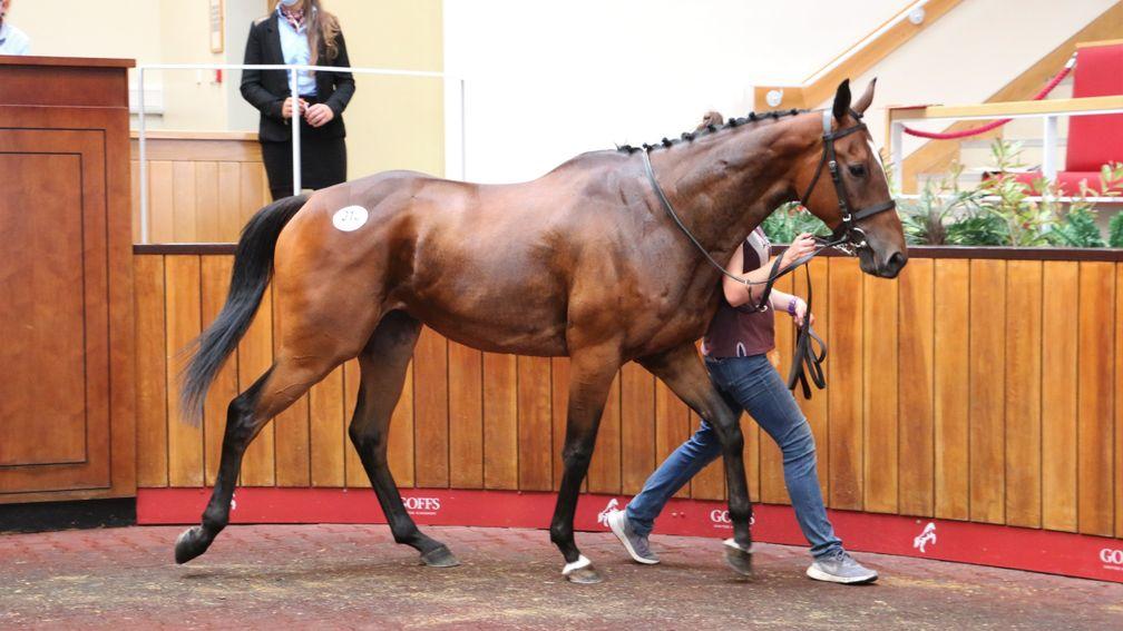 Grand Roi strides around the Doncaster sales ring