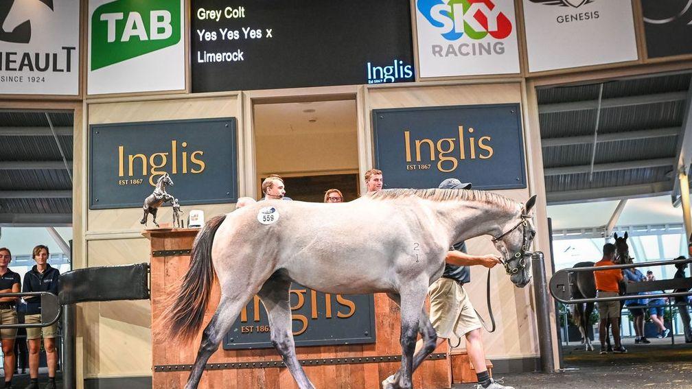The Yes Yes Yes colt who took leading honours at Inglis on Monday