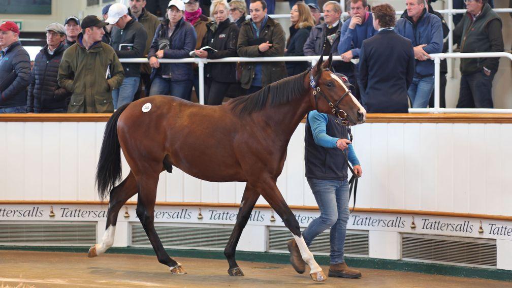 Lot 288: the Frankel half-brother to Golden Horn in the Tattersalls ring