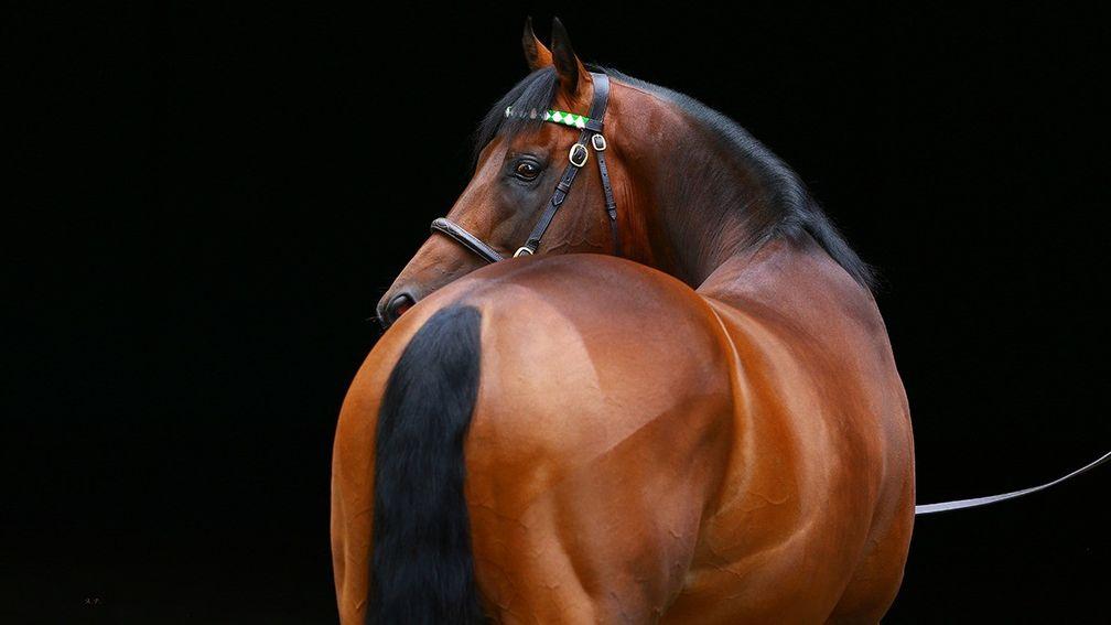 Kingman: stands at Banstead Manor Stud at a fee of £75,000