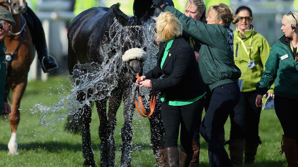 Many Clouds is cooled down after suffering post-race ataxia after winning the 2015 Grand National at Aintree