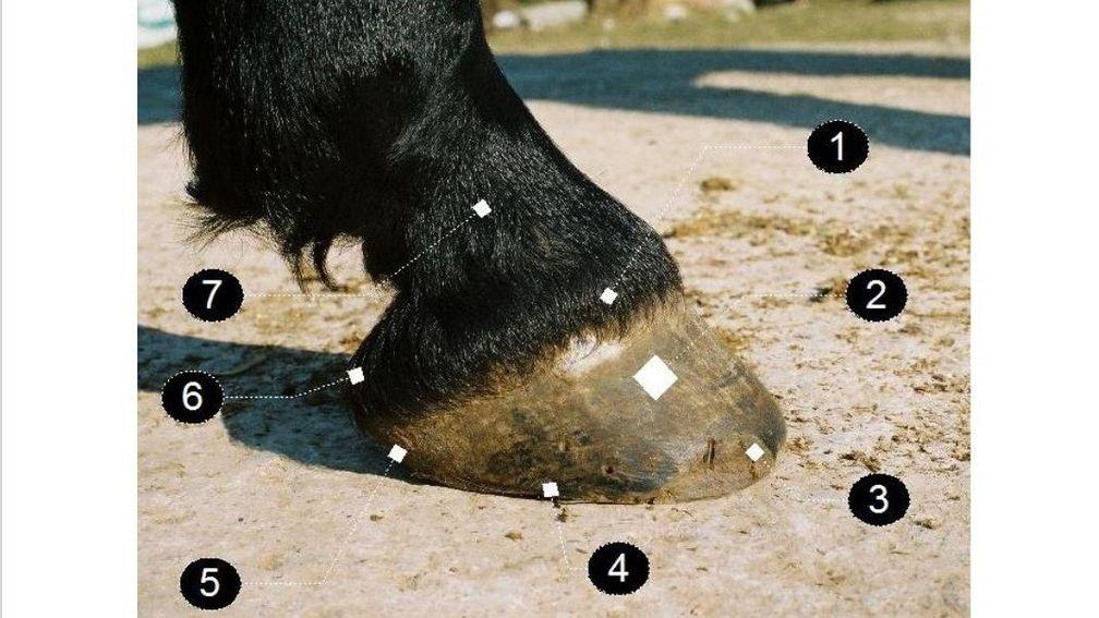 Number 6 shows where a horse's heel bulbs are - there are two, one on each side