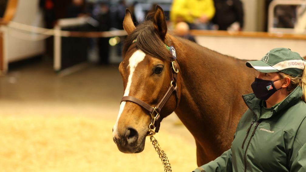 Lot 1,379: Calming Effect in the Park Paddocks ring before being signed for by Katsumi Yoshida at 400,000gns