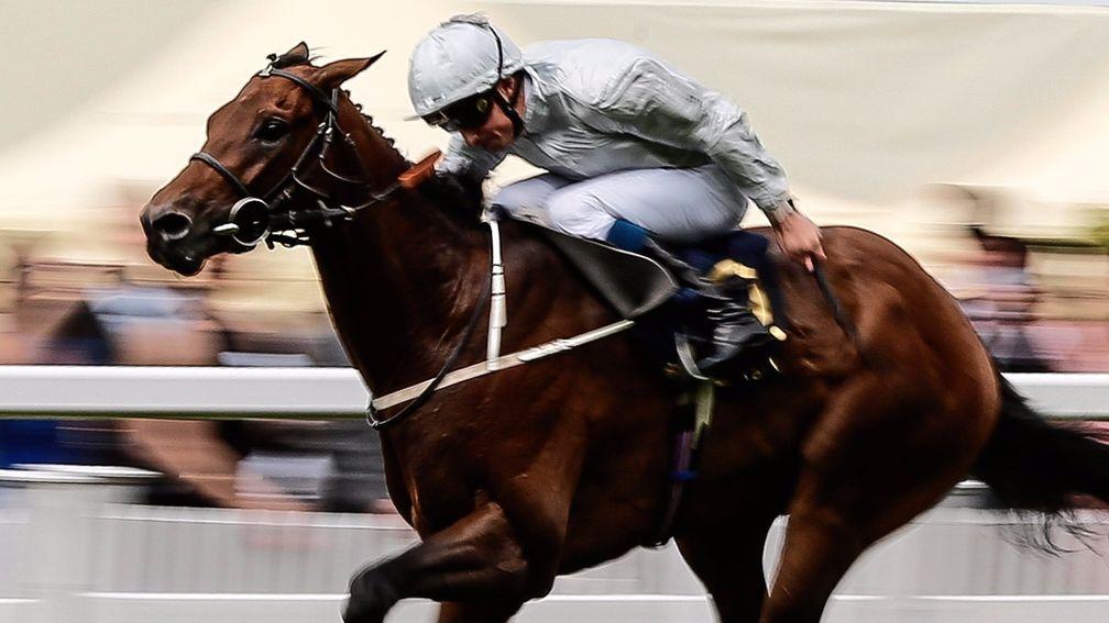 Permian, winner of the King Edward VII Stakes, could return to Ascot next Saturday