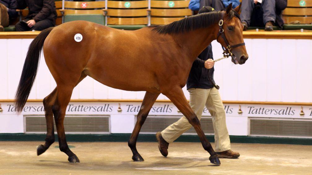 Lot 436, the Galileo filly out of Shastye realises 3,400,000gns to MV Magnier on the third day of Tattersalls Book 1