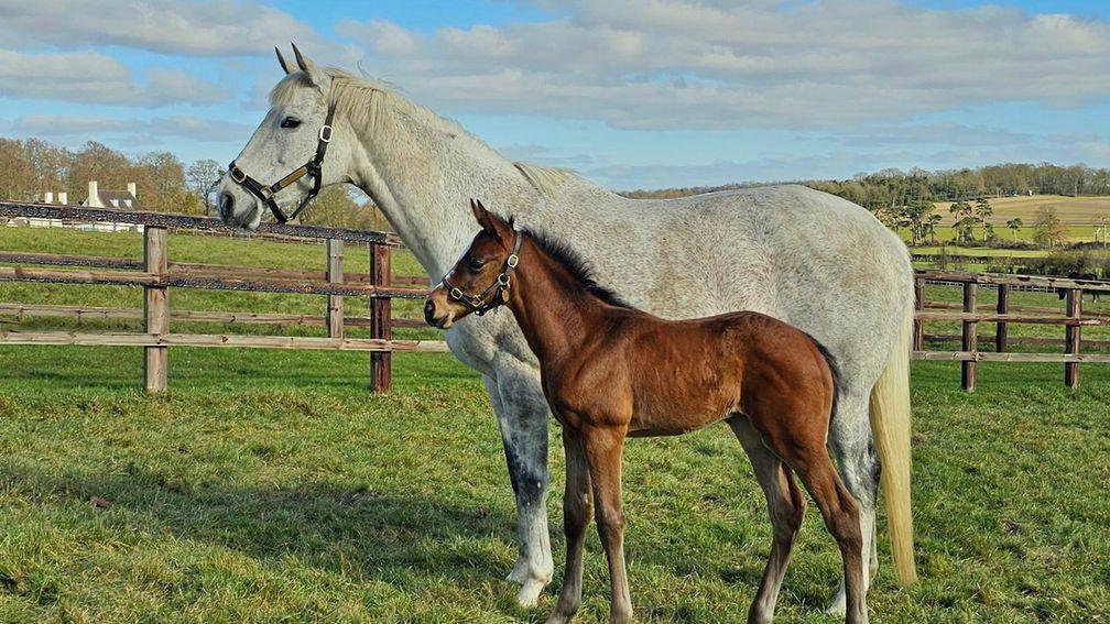 Lanwades Stud's Frankel full-sister to Arc heroine Alpinista, a fourth-generation homebred out of Alwilda