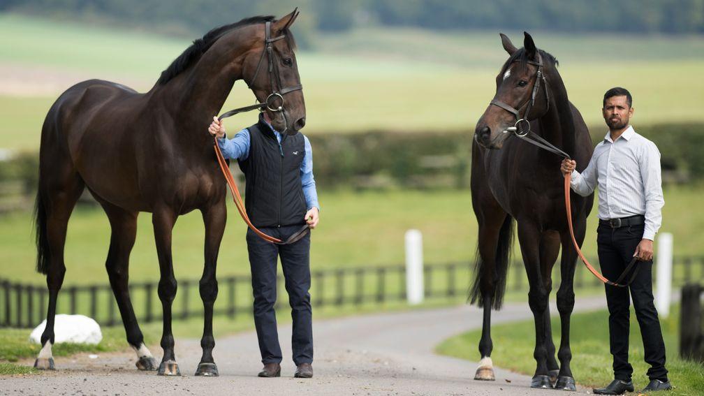 Altior (right) will miss the Tingle Creek at Sandown and have the same operation Might Bite (left) had last autumn