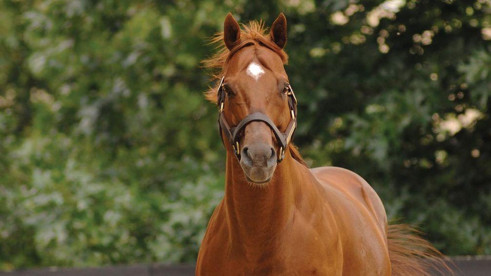 Speightstown: WinStar Farm's leading sire has died aged 25