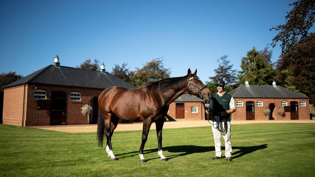 Frankel in all his glory at at Banstead Manor Stud