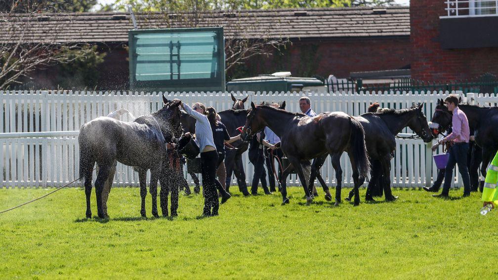Horses are cooled down after the finish of race three at Cheltenham