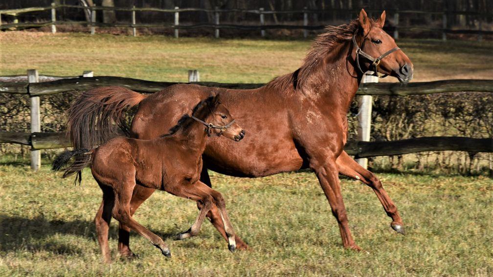 Gestut Goerlsdorf's Kingman filly out of Sea The World, a full-sister to German Derby hero and leading sire Sea The Moon
