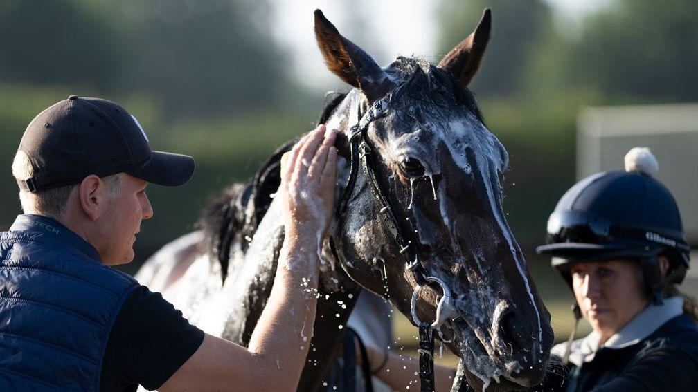 George Boughey shampoos Oscula at Saffron House Stables in Newmarket