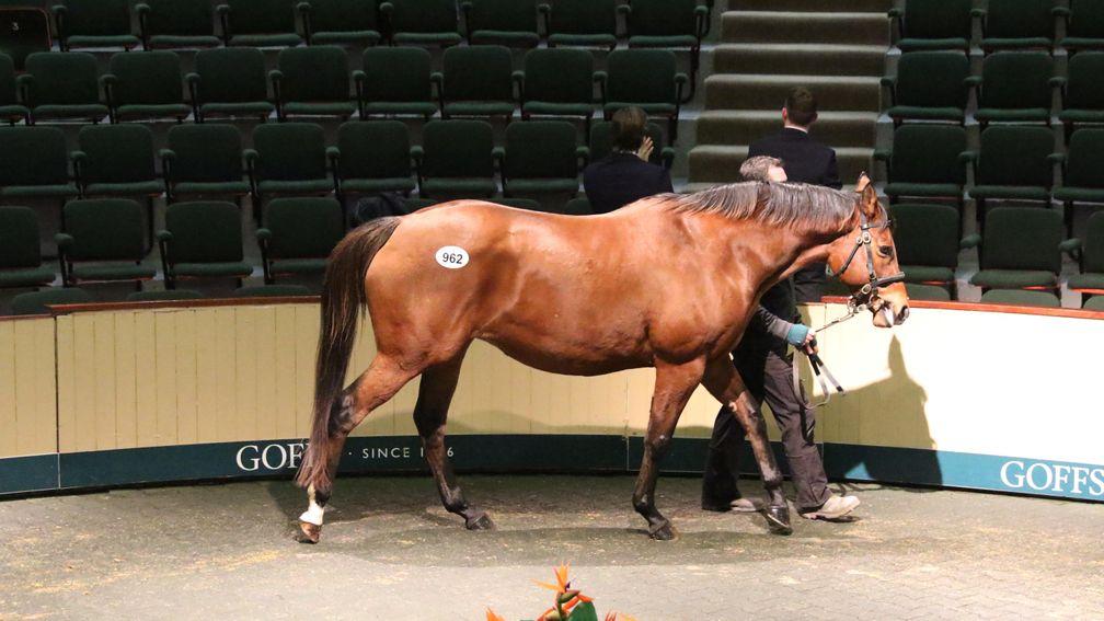 Lot 962: She's Complete in the ring before being knocked down Michael Donohoe for €350,000