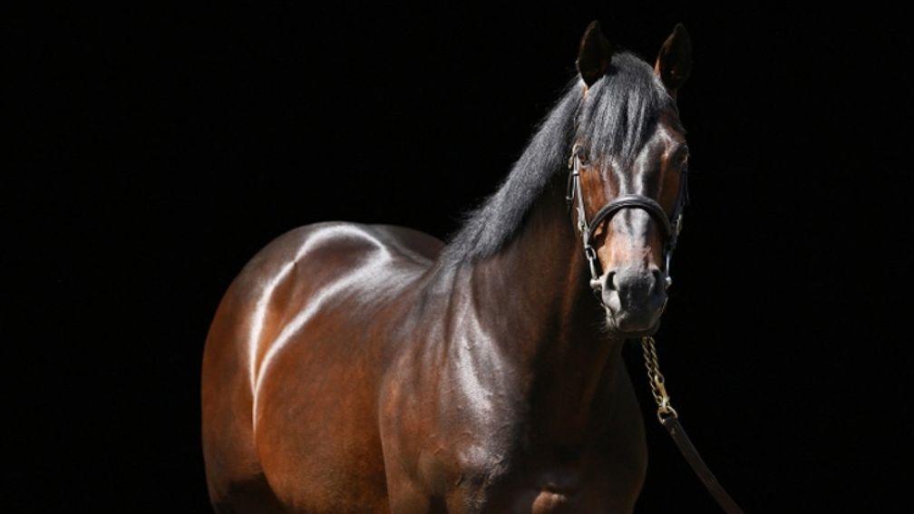 Scat Daddy: the late Ashford Stud resident has his last two-year-olds on the ground