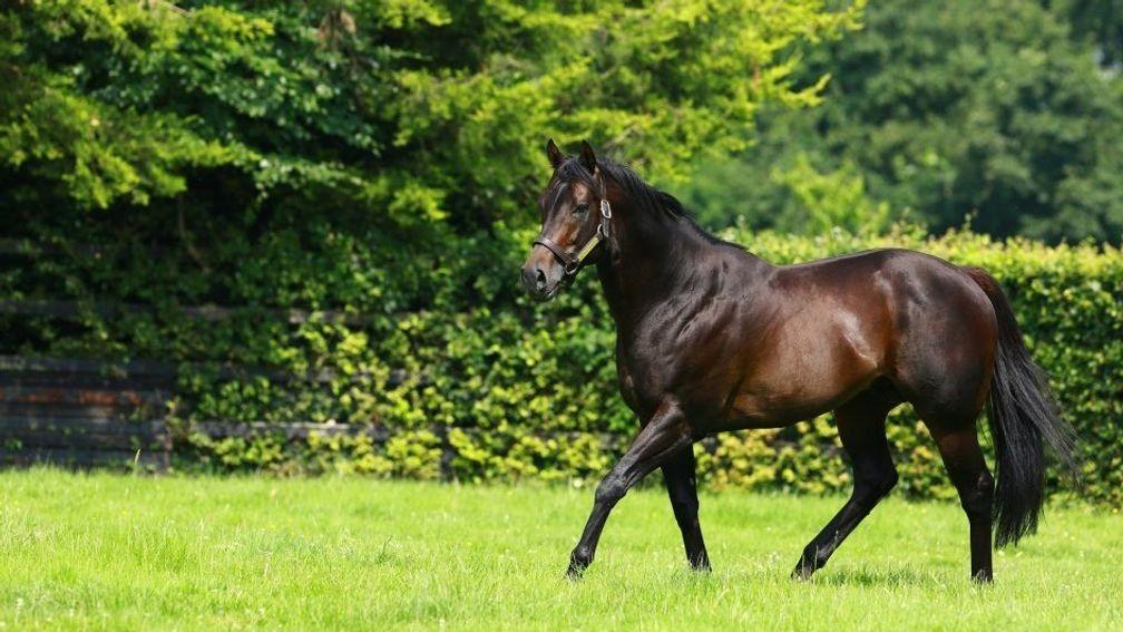 No Nay Never: son of Scat Daddy is the sire of 50 stakes performers