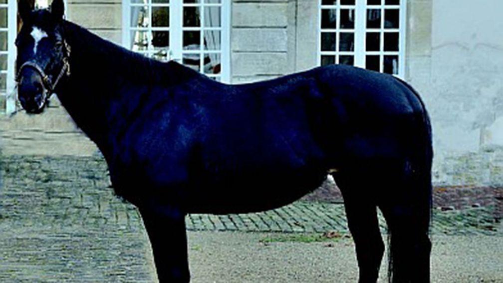 Alex The Winner: the unlikely, unraced sire of one of France's leading juvenile fillies