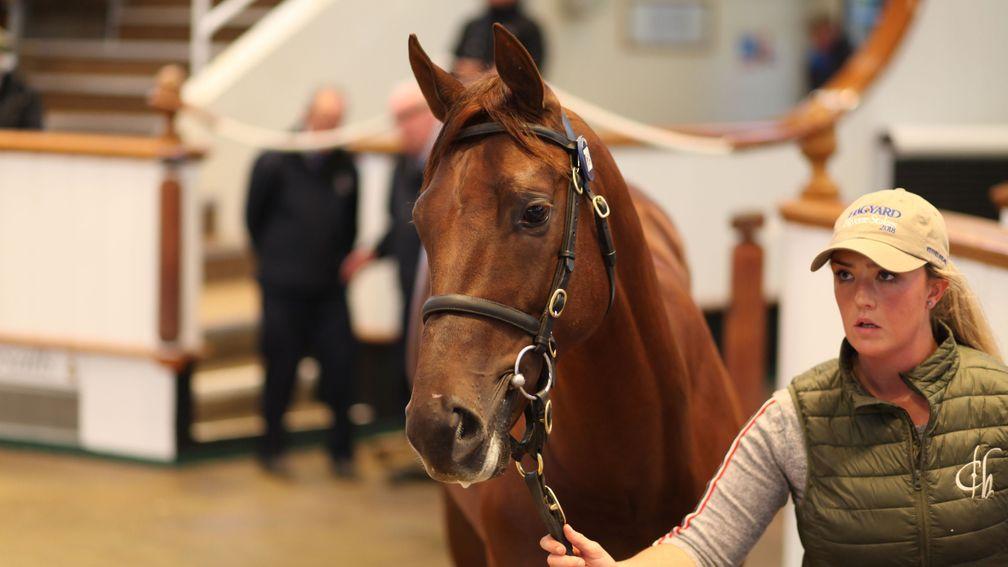 Lot 723: the 900,000gns No Nay Never colt takes his turn in the Tattersalls ring