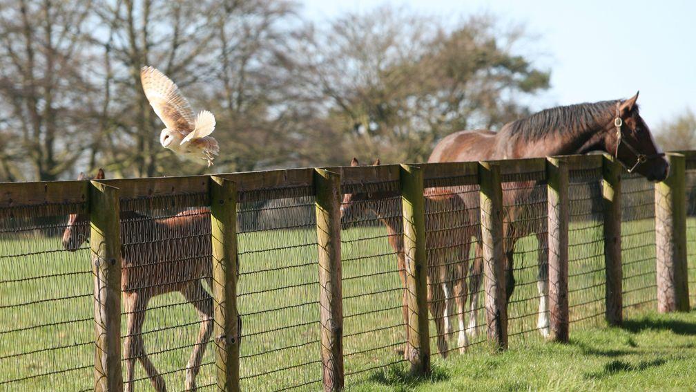 An elusive barn owl getting getting up close and personal with foals