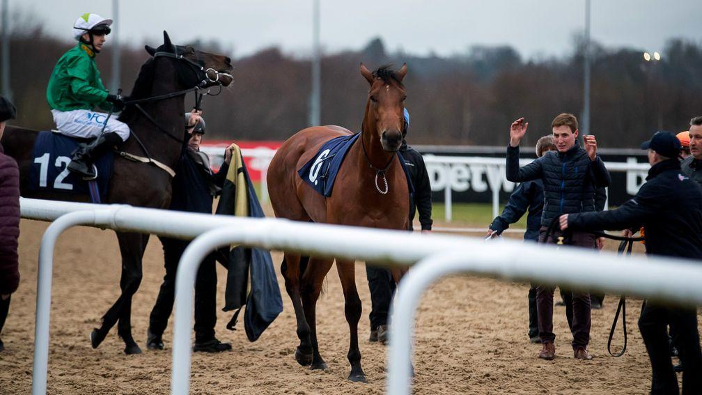 Cashel runs loose on the track, which led to a delay of more than 40 minutes at Wolverhampton
