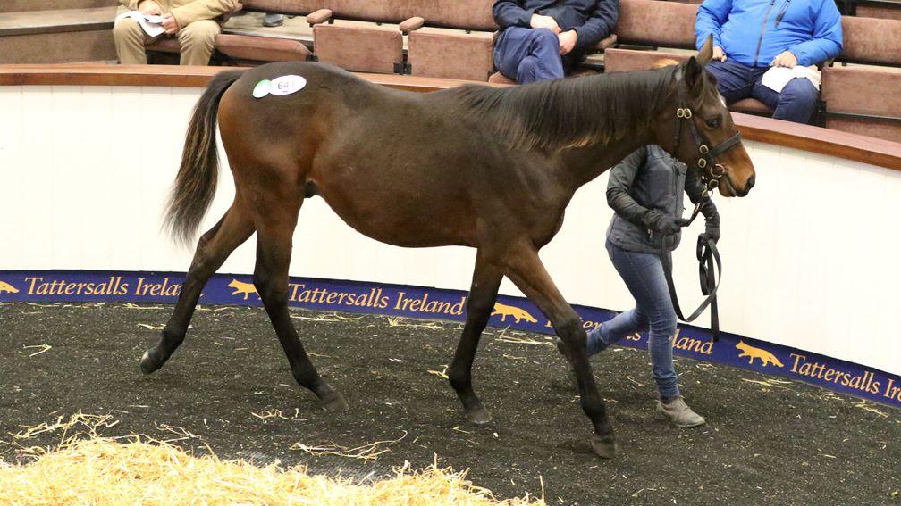 Lot 641 was one of two Crystal Ocean colts to be bought for €80,000 by Aiden Murphy