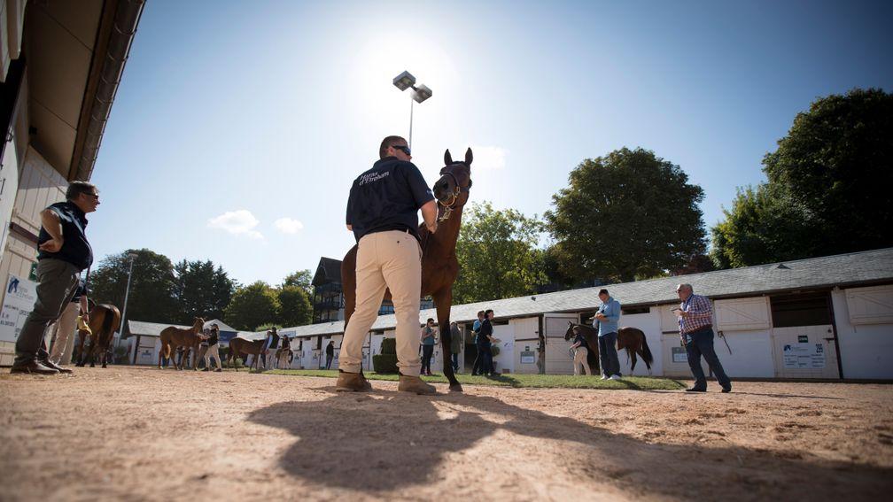 Inspections for the Arqana August Yearling Sale in Deauville