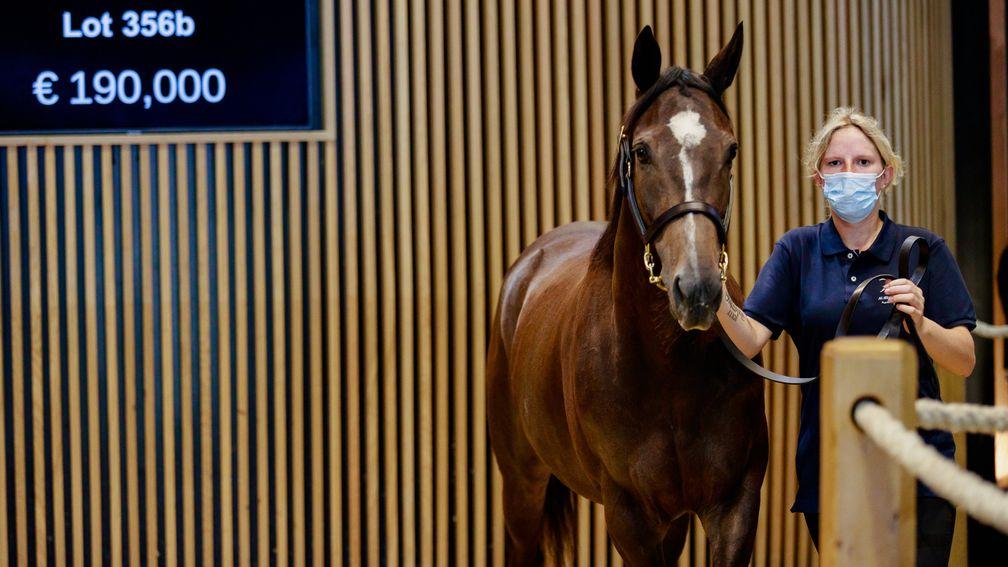 A daughter of European Champion two-year-old Vorda, Saiga is carrying to Le Havre and was sold to join the Castlehyde Stud broodmare band at Arqana on Thursday